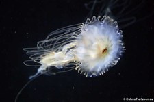 Japanische Kompassqualle (Chrysaora pacifica) im Aquarium Berlin