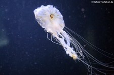 Japanische Kompassqualle (Chrysaora pacifica) im Aquarium Berlin