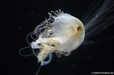 Japanische Kompassqualle (Chrysaora pacifica) im Aquarium Berlin