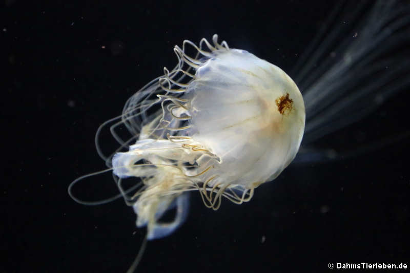 Chrysaora pacifica-1
