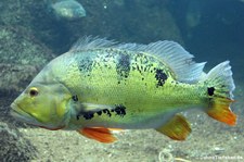 Grüner Augenfleck-Kammbarsch (Cichla ocellaris) im Aquarium Berlin