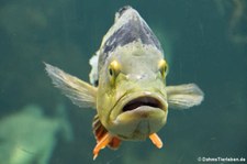 Grüner Augenfleck-Kammbarsch (Cichla ocellaris) im Aquarium Berlin