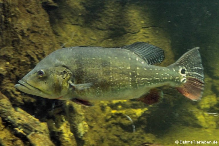 Cichla temensis