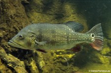 Humboldt-Kammbarsch (Cichla temensis) im Aquarium Berlin