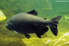 Schwarzer Pacu (Colossoma macropomum) im Aquarium Berlin