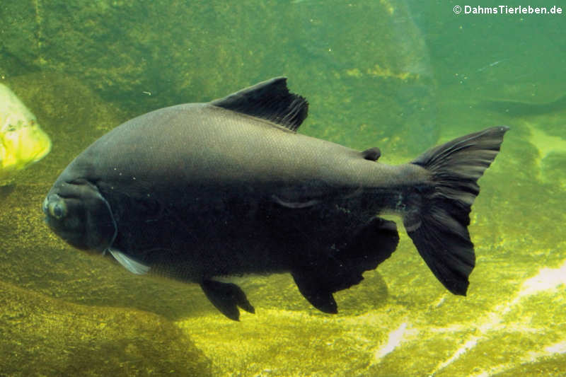 Schwarzer Pacu Colossoma macropomum-3