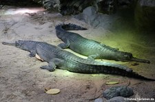 Gangesgaviale (Gavialis gangeticus) im Aquarium Berlin