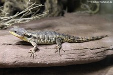 Tansania-Zwerggürtelschweif (Cordylus tropidosternum) im Aquarium Berlin