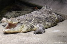 Nilkrokodil (Crocodylus niloticus) im Aquarium Berlin