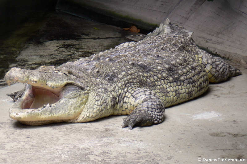 Nilkrokodil (Crocodylus niloticus)