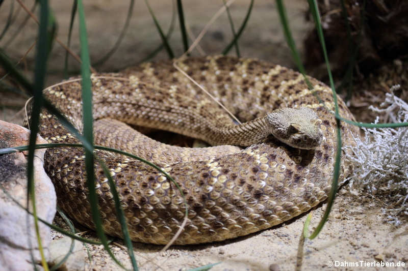 Westliche Diamantklapperschlange (Crotalus atrox)