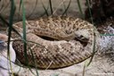 Crotalus atrox