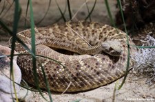 Texas-Klapperschlange (Crotalus atrox) im Aquarium Berlin