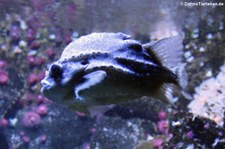 Seehase (Cyclopterus lumpus) im Aquarium Berlin