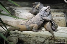 Nashornleguan (Cyclura cornuta) im Aquarium Berlin