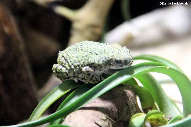 Anaxyrus debilis