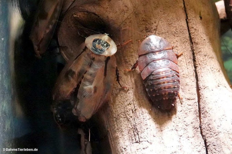 Blaberus giganteus