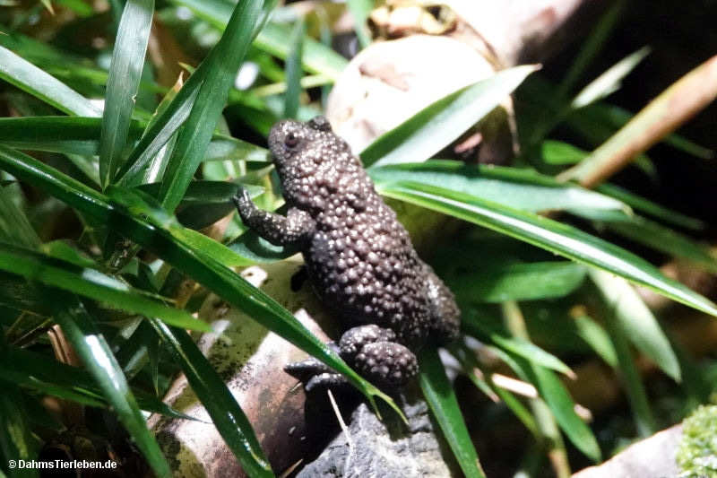 Bombina maxima