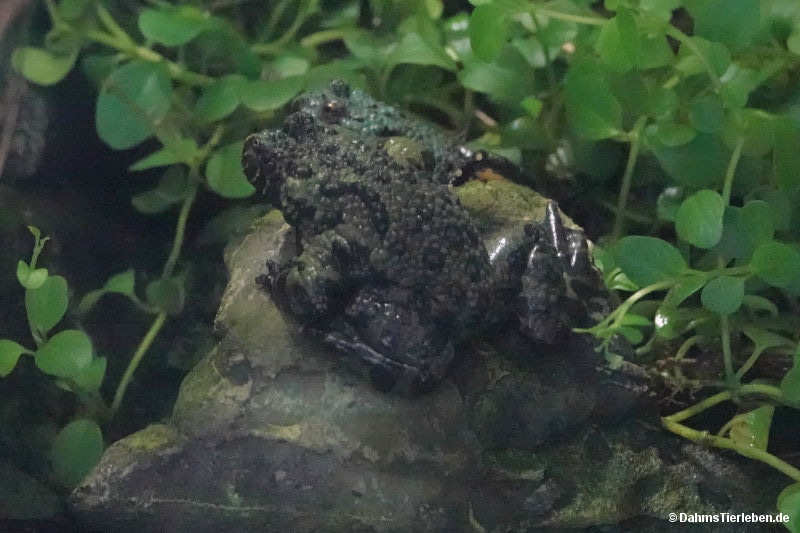 Bombina orientalis