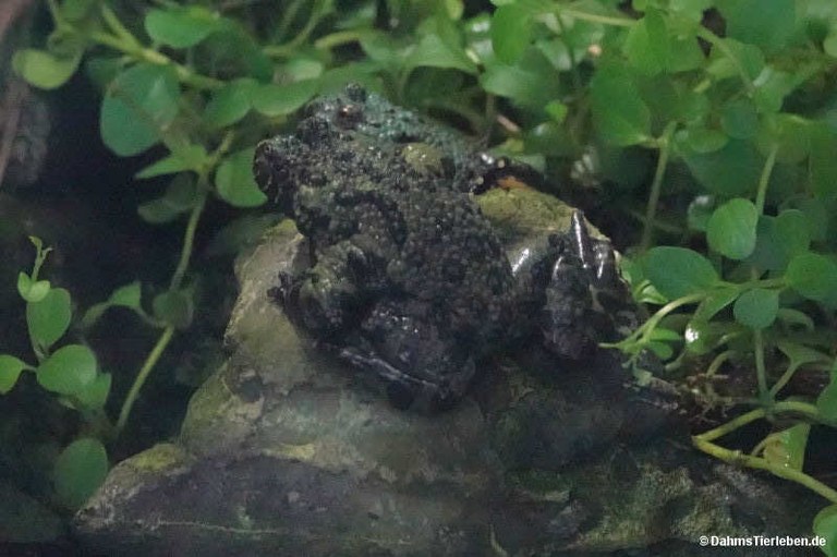 Bombina orientalis