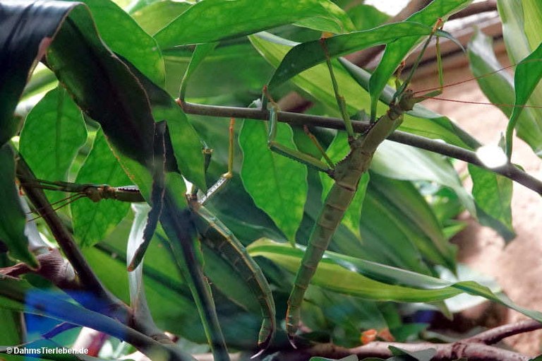 Diapherodes gigantea