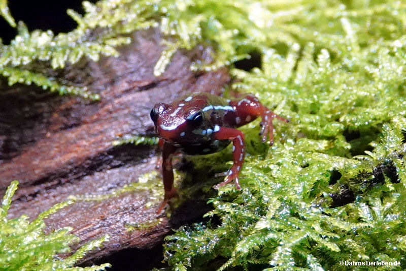 Epipedobates anthonyi
