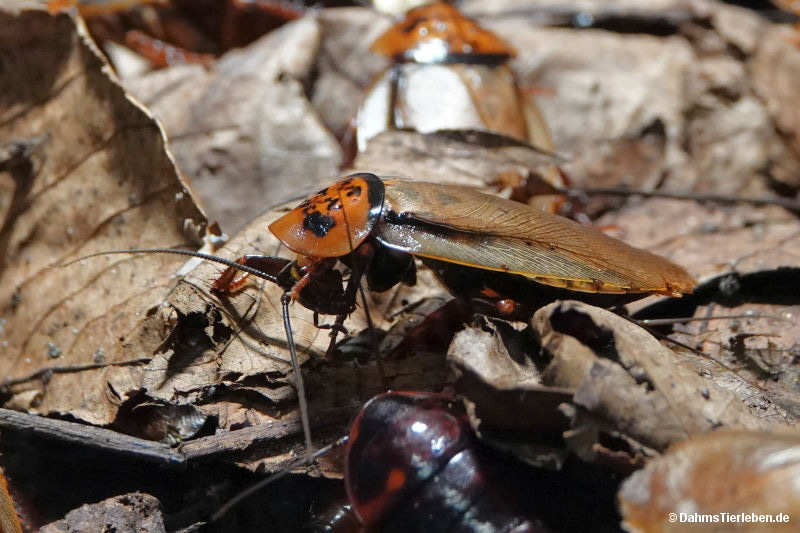 Eublaberus posticus