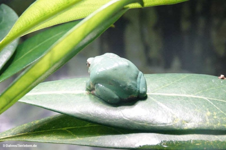 Hyla arborea