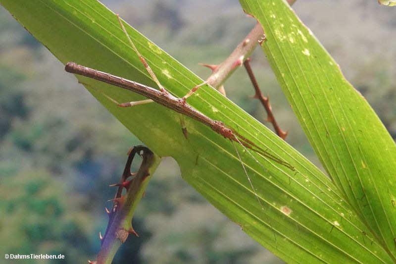 Nuichua rabaeyae