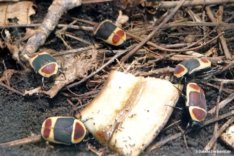 Pachnoda marginata peregrina