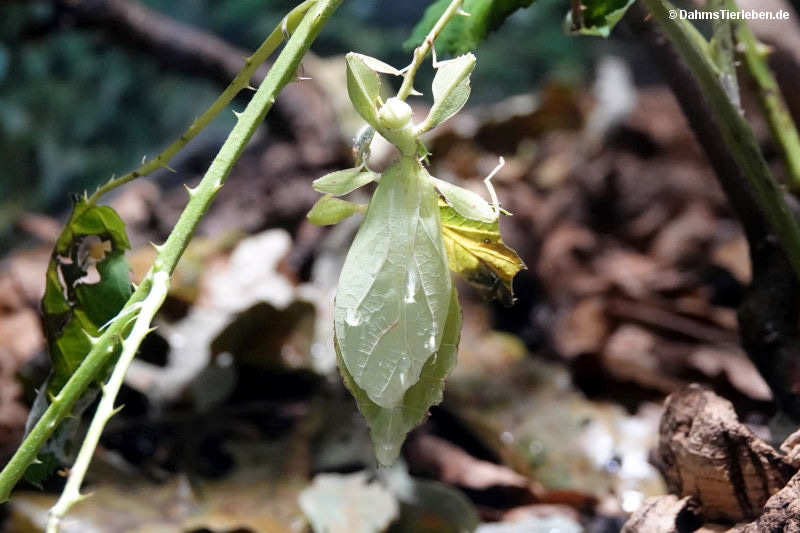 Phyllium philippinicum