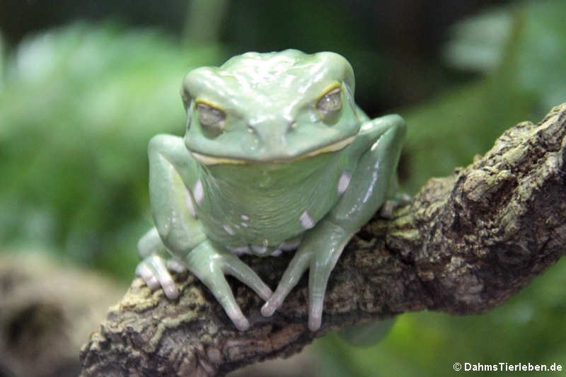 Warziger Makifrosch Phyllomedusa sauvagii-2