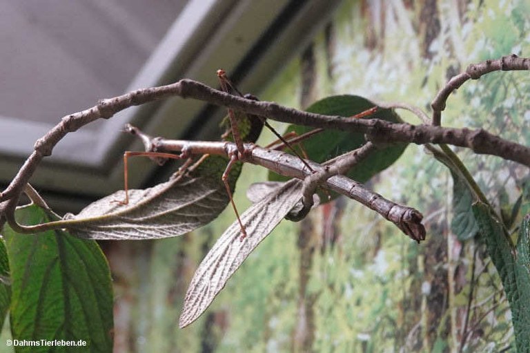 Pseudoproscopia latirostris
