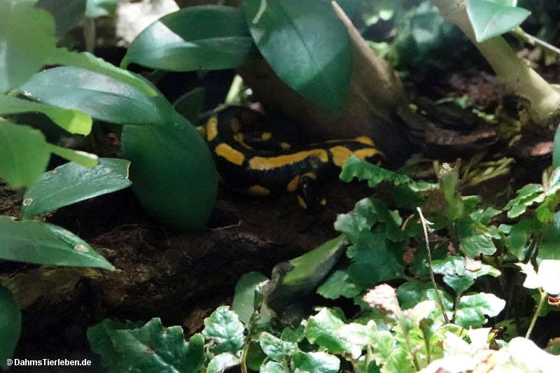 Salamandra salamandra