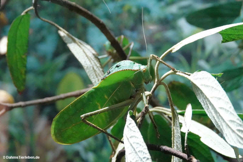 Siliquofera grandis