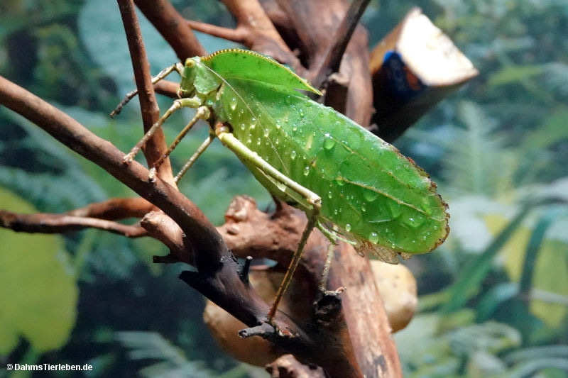 Siliquofera grandis