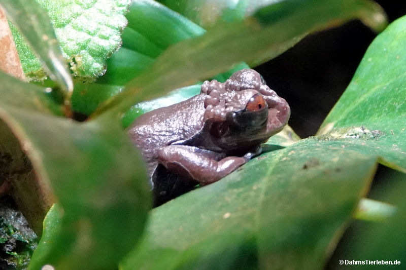 Triprion spinosus