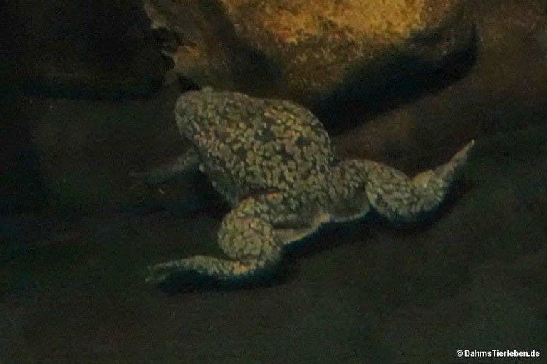 Xenopus laevis