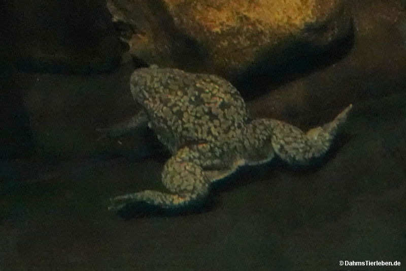 Xenopus laevis