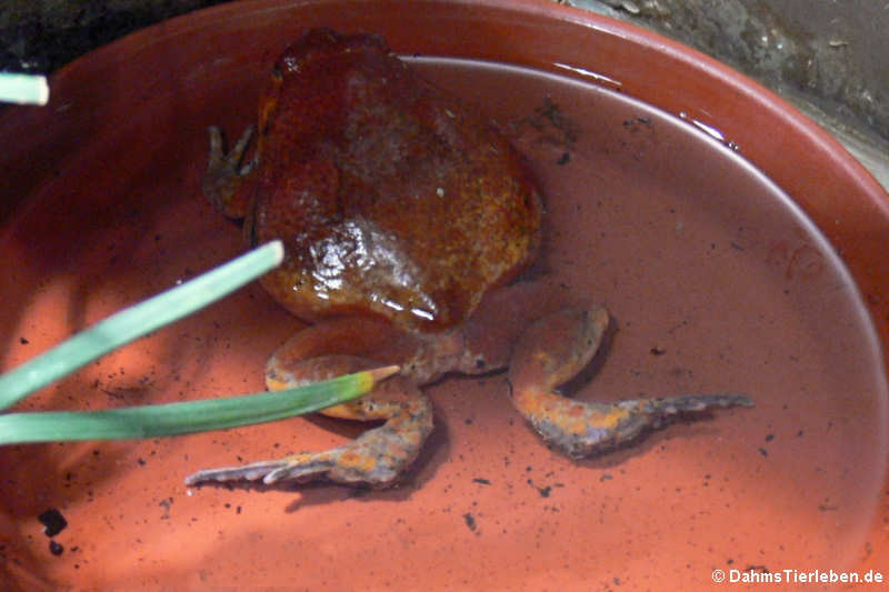 Dyscophus antongilii-1