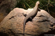 Cunningham's Skink (Egernia cunninghami) im Aquarium Berlin