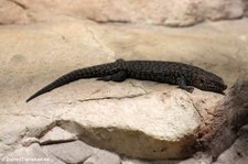 Cunningham's Skink (Egernia cunninghami) im Aquarium Berlin