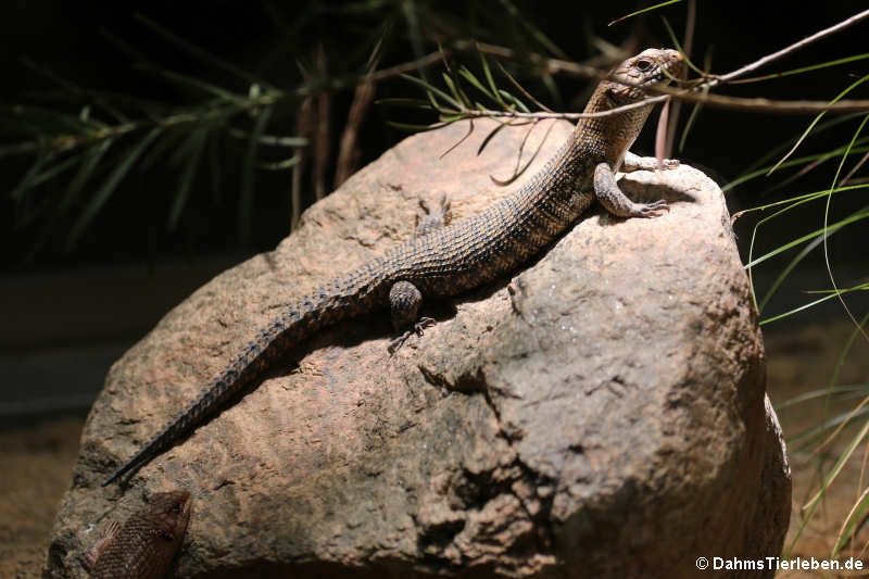 Cunningham's Skink (Egernia cunninghami)