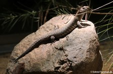 Cunningham's Skink (Egernia cunninghami) im Aquarium Berlin