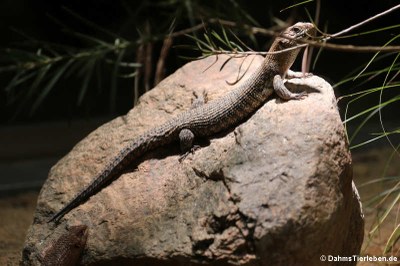 Cunningham's Skink (Egernia cunninghami)
