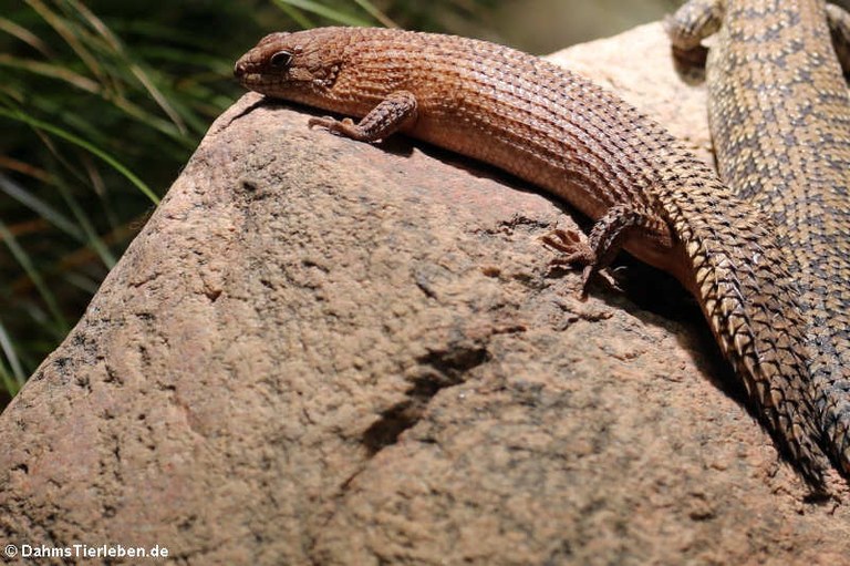 Egernia stokesii