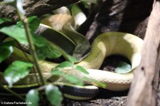 Ridleys Schönnatter oder Höhlenschönnatter (Elaphe taeniura ridleyi) im Aquarium Berlin