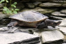 Rotbauch-Spitzkopfschildkröte (Emydura australis) im Aquarium Berlin