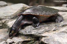 Rotbauch-Spitzkopfschildkröte (Emydura australis) im Aquarium Berlin