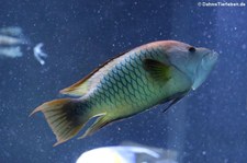 Stülpmaullippfisch (Epibulus insidiator) im Aquarium Berlin